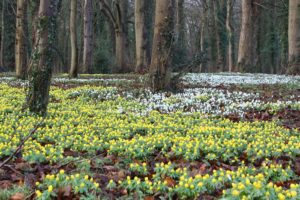 Boughton Snowdrops